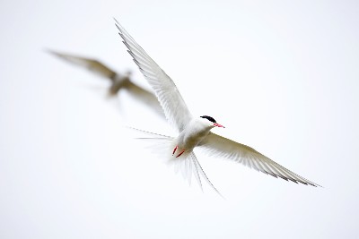 Arctic terns may navigate climate dangers